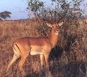 Query image of an impala